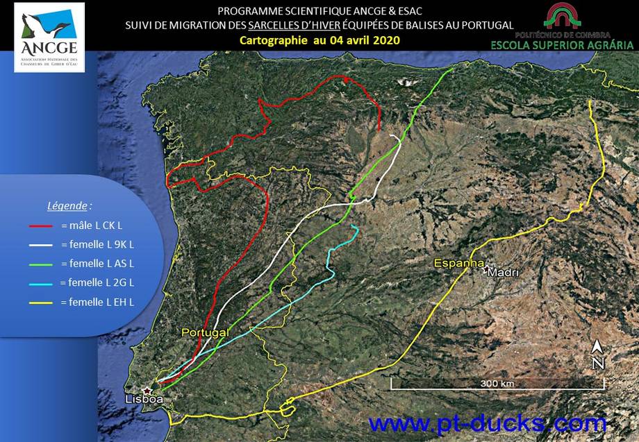 trajets des sarcelles d'hiver trajets des sarcelles d'hiver