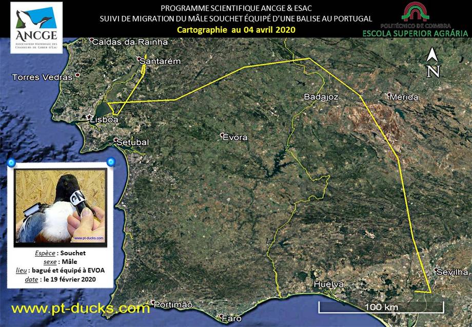 trajet du canard Souchet trajet du canard Souchet