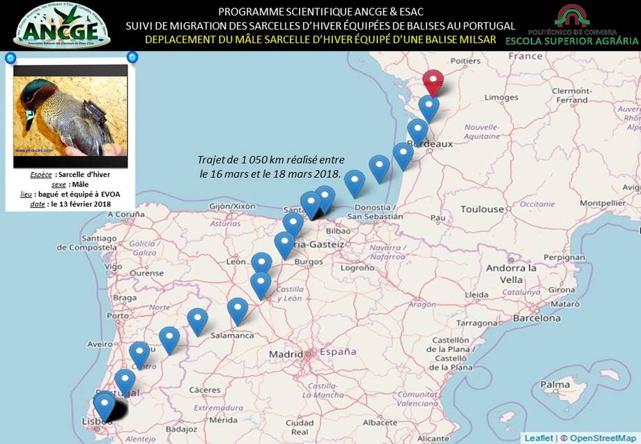 Parcours d'une Sarcelle d'hiver